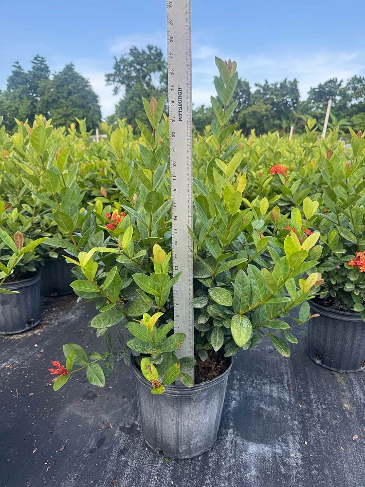 ixora-coccinea-maui-red-flame-of-the-woods-jungle-flame-jungle-geranium