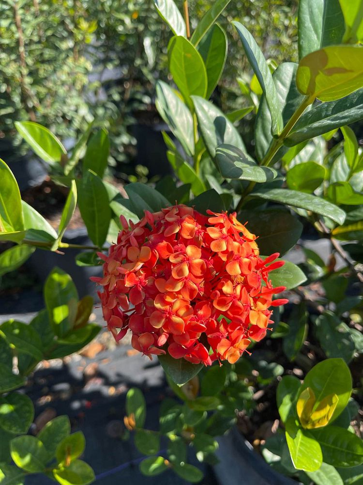 ixora-coccinea-maui-red-flame-of-the-woods-jungle-flame-jungle-geranium
