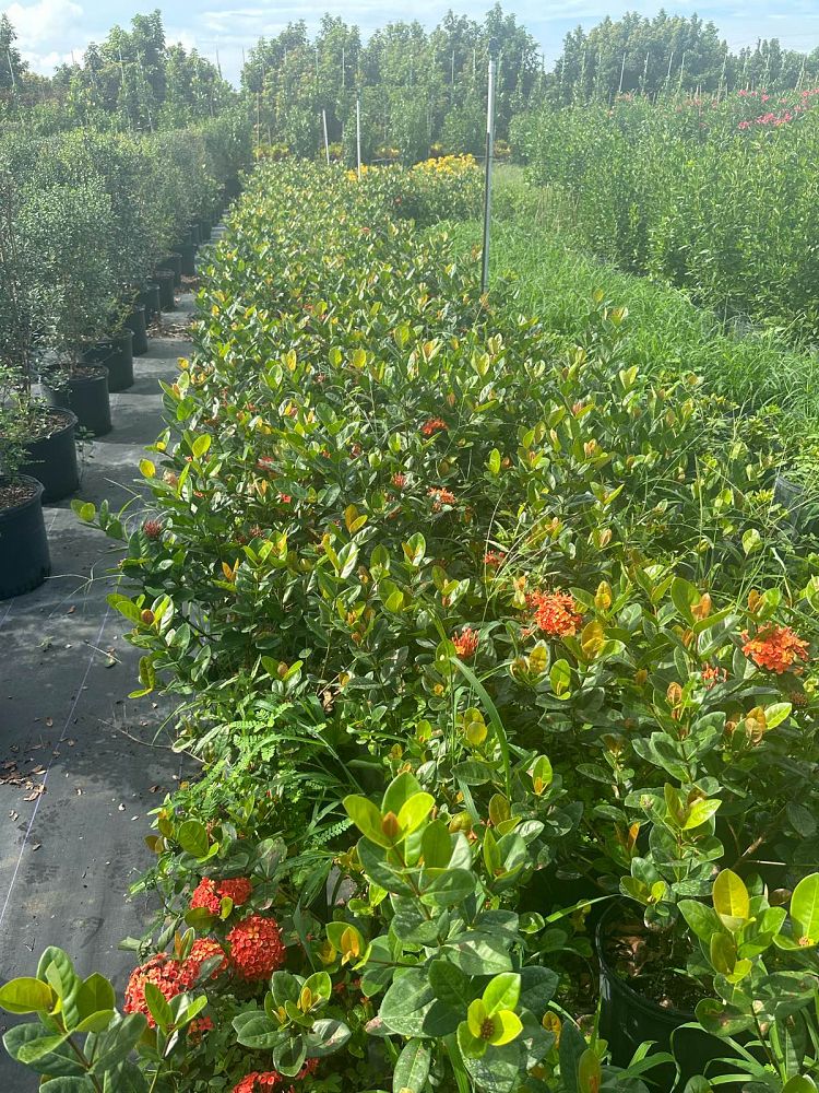 ixora-coccinea-maui-red-flame-of-the-woods-jungle-flame-jungle-geranium