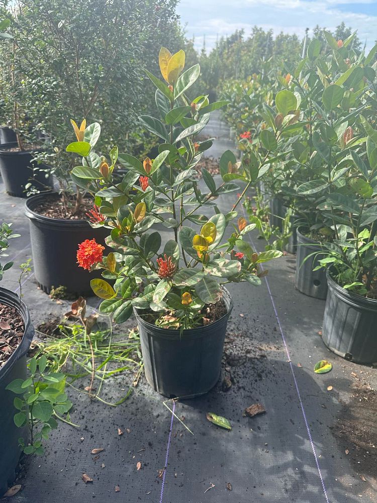 ixora-coccinea-maui-red-flame-of-the-woods-jungle-flame-jungle-geranium