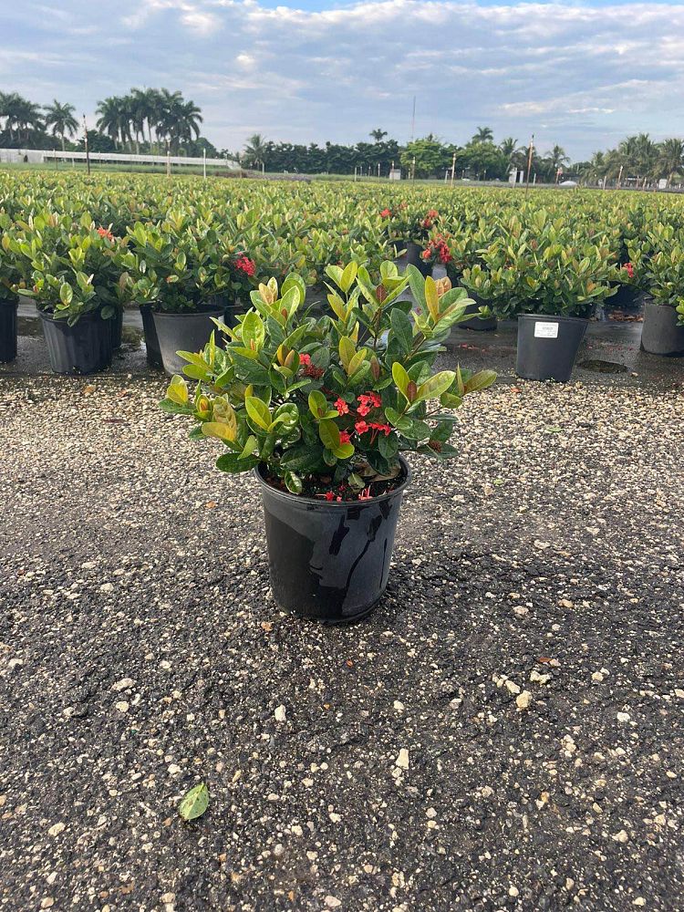ixora-coccinea-maui-red-flame-of-the-woods-jungle-flame-jungle-geranium