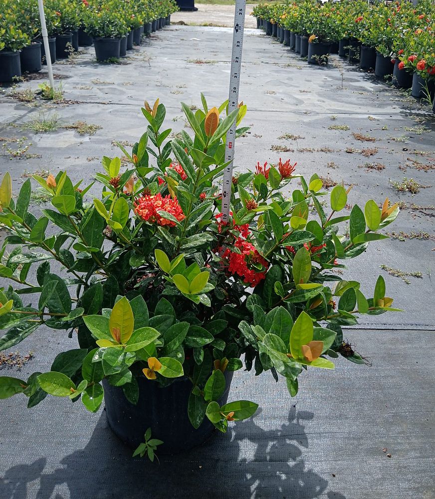 ixora-coccinea-maui-red-flame-of-the-woods-jungle-flame-jungle-geranium