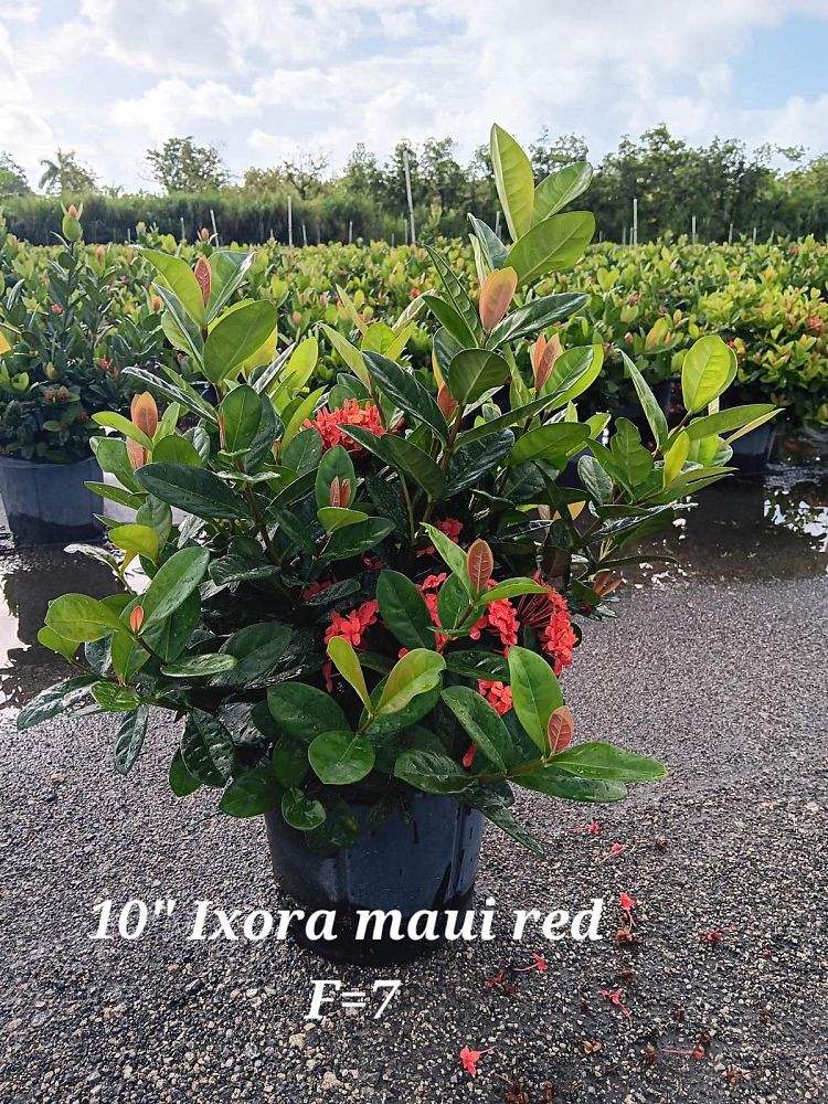 ixora-coccinea-maui-red-flame-of-the-woods-jungle-flame-jungle-geranium