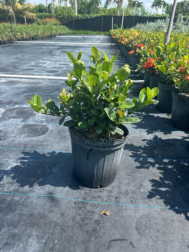 ixora-coccinea-maui-red-flame-of-the-woods-jungle-flame-jungle-geranium