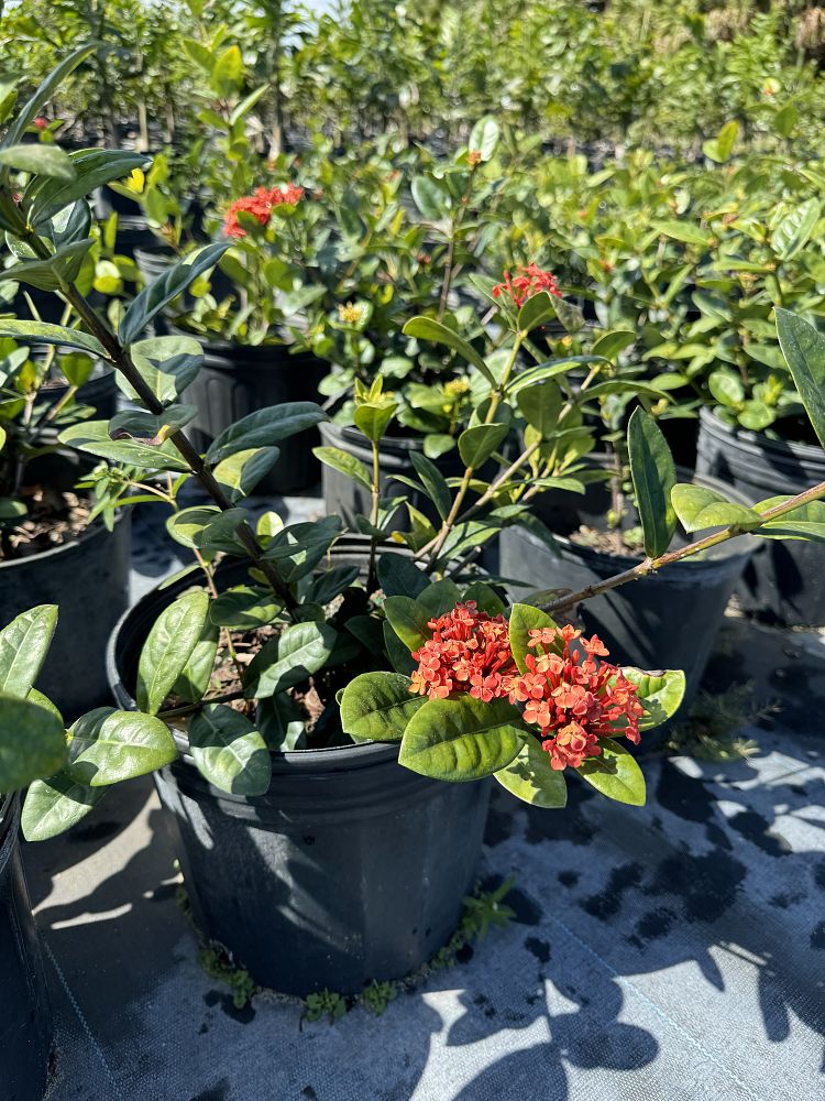 ixora-coccinea-maui-red-flame-of-the-woods-jungle-flame-jungle-geranium