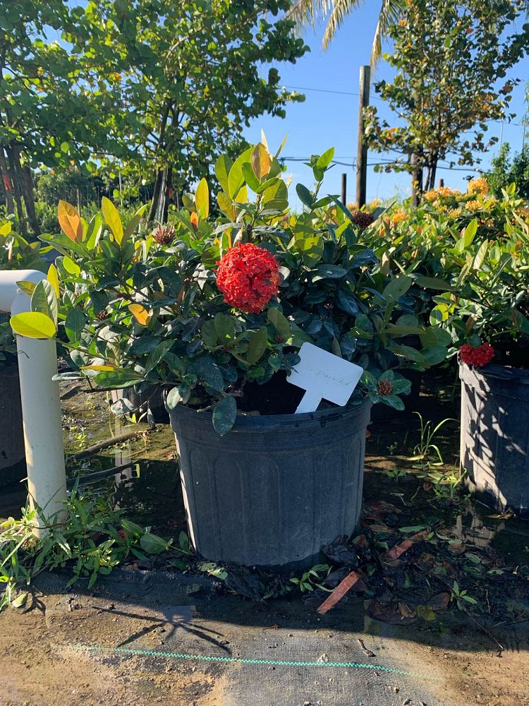 ixora-coccinea-maui-red-flame-of-the-woods-jungle-flame-jungle-geranium
