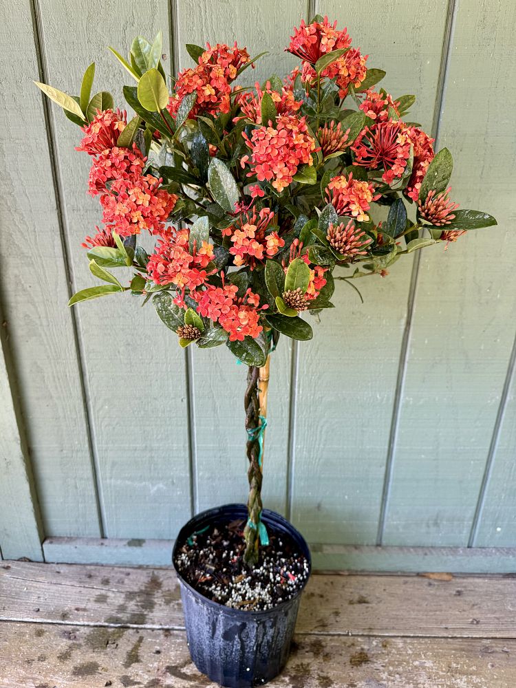 ixora-coccinea-maui-red-flame-of-the-woods-jungle-flame-jungle-geranium