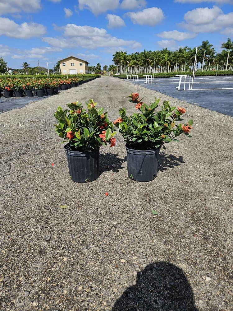ixora-coccinea-maui-red-flame-of-the-woods-jungle-flame-jungle-geranium