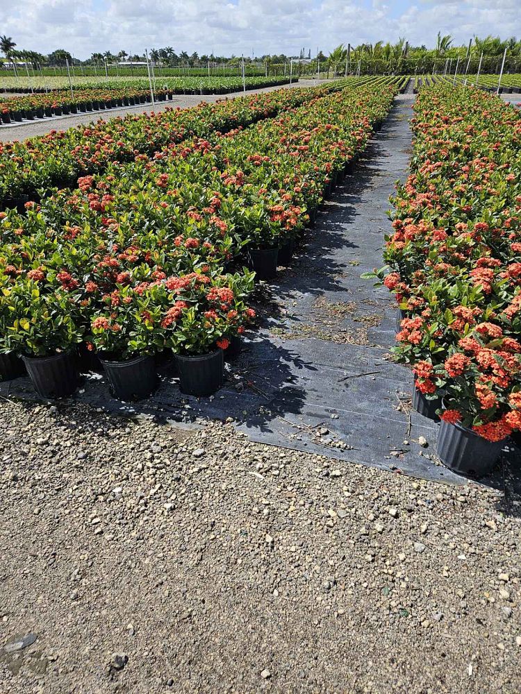 ixora-coccinea-maui-red-flame-of-the-woods-jungle-flame-jungle-geranium