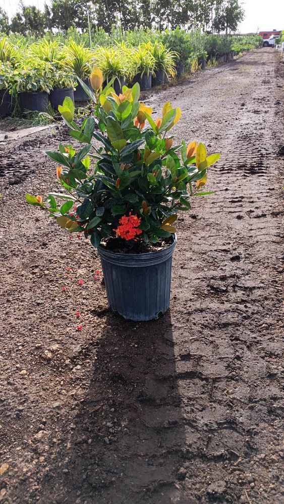 ixora-coccinea-maui-red-flame-of-the-woods-jungle-flame-jungle-geranium