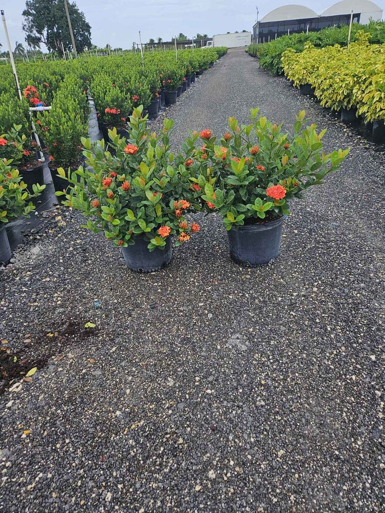 ixora-coccinea-maui-red-flame-of-the-woods-jungle-flame-jungle-geranium
