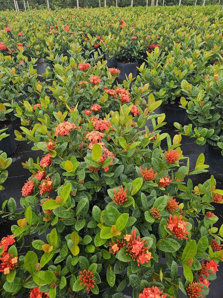 ixora-coccinea-maui-red-flame-of-the-woods-jungle-flame-jungle-geranium