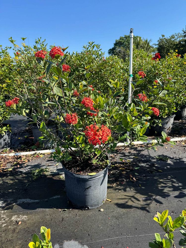 ixora-coccinea-maui-red-flame-of-the-woods-jungle-flame-jungle-geranium