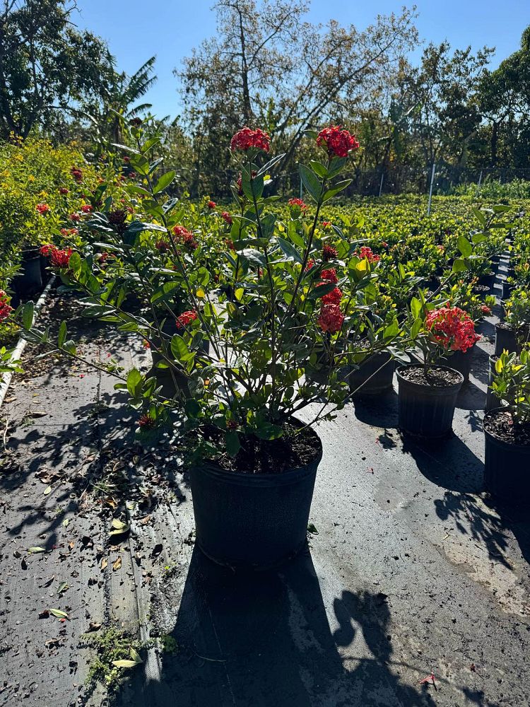 ixora-coccinea-maui-red-flame-of-the-woods-jungle-flame-jungle-geranium