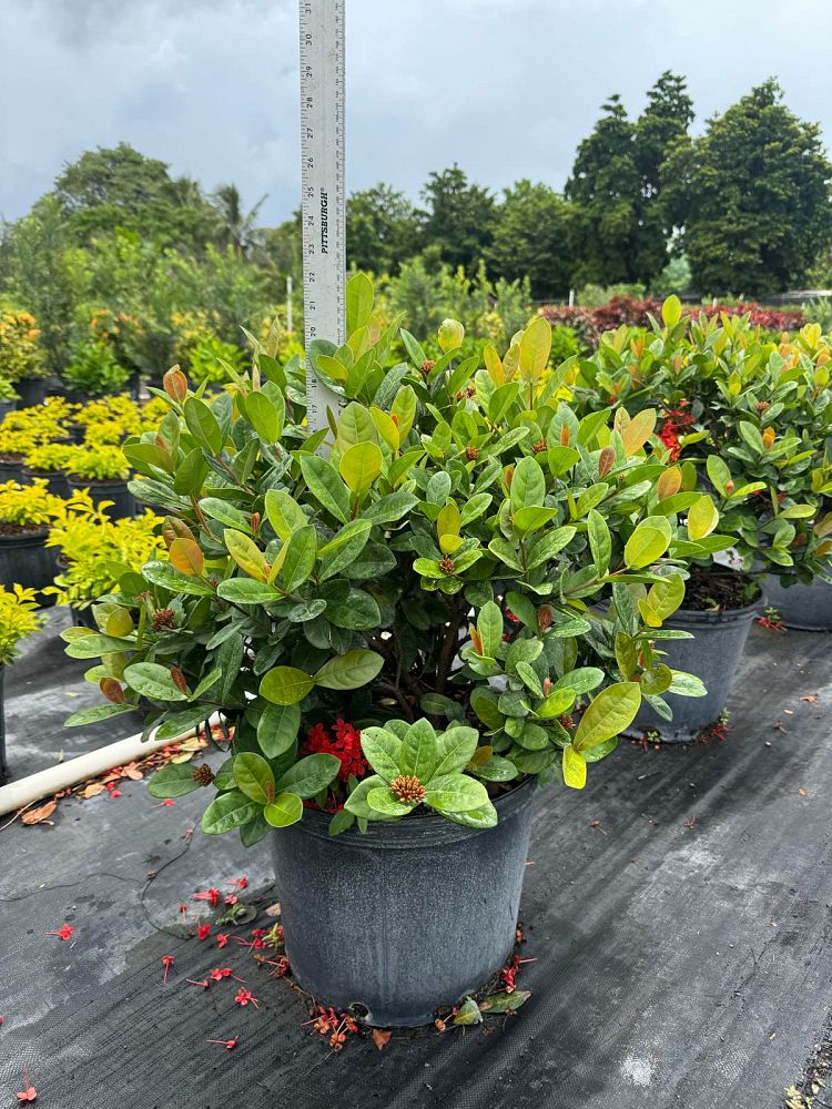 ixora-coccinea-maui-red-flame-of-the-woods-jungle-flame-jungle-geranium