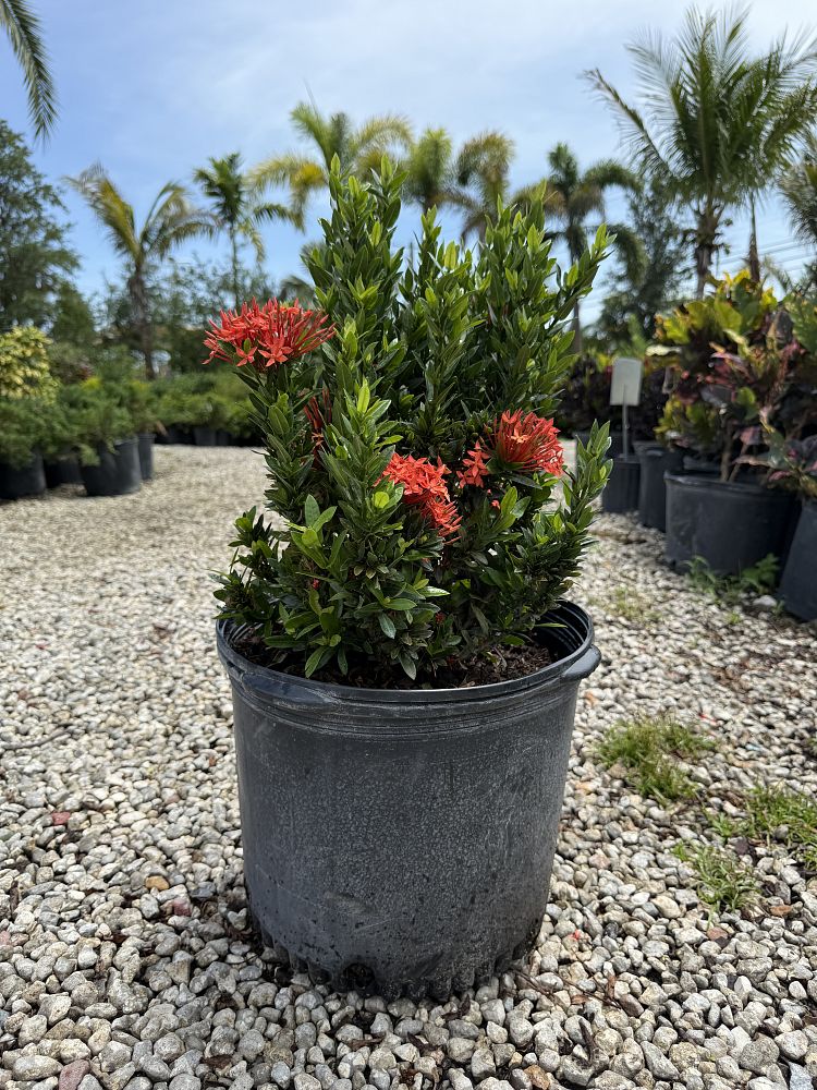 ixora-coccinea-maui-red-flame-of-the-woods-jungle-flame-jungle-geranium