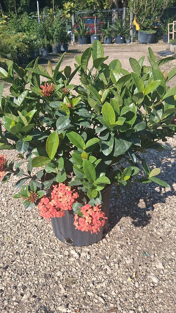 ixora-coccinea-maui-red-flame-of-the-woods-jungle-flame-jungle-geranium