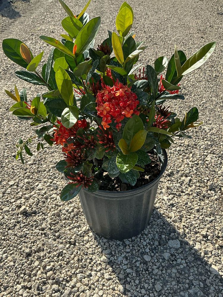 ixora-coccinea-maui-red-flame-of-the-woods-jungle-flame-jungle-geranium