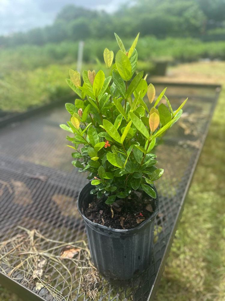 ixora-coccinea-maui-red-flame-of-the-woods-jungle-flame-jungle-geranium