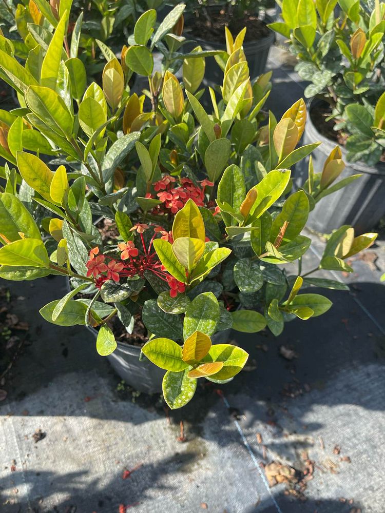 ixora-coccinea-maui-red-flame-of-the-woods-jungle-flame-jungle-geranium