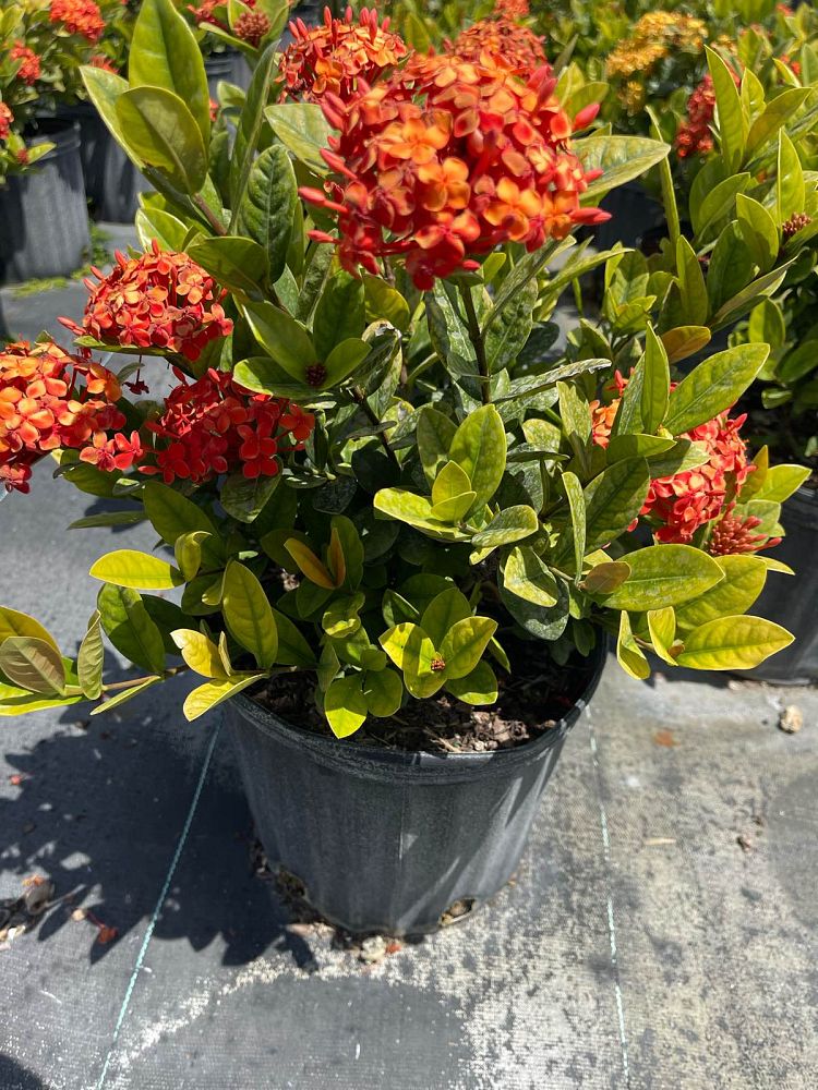 ixora-coccinea-maui-red-flame-of-the-woods-jungle-flame-jungle-geranium