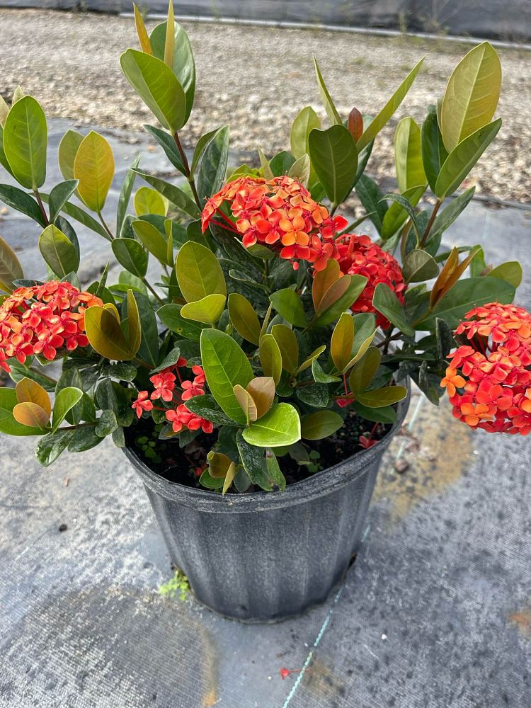 ixora-coccinea-maui-red-flame-of-the-woods-jungle-flame-jungle-geranium