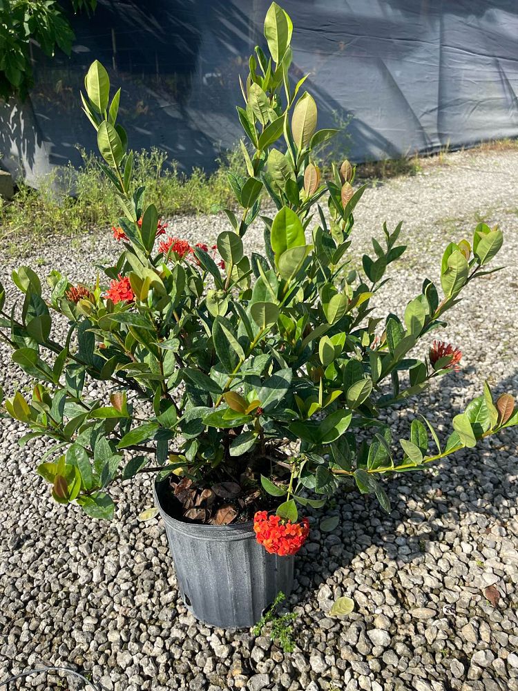 ixora-coccinea-maui-red-flame-of-the-woods-jungle-flame-jungle-geranium