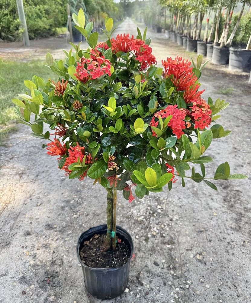 ixora-coccinea-maui-red-flame-of-the-woods-jungle-flame-jungle-geranium