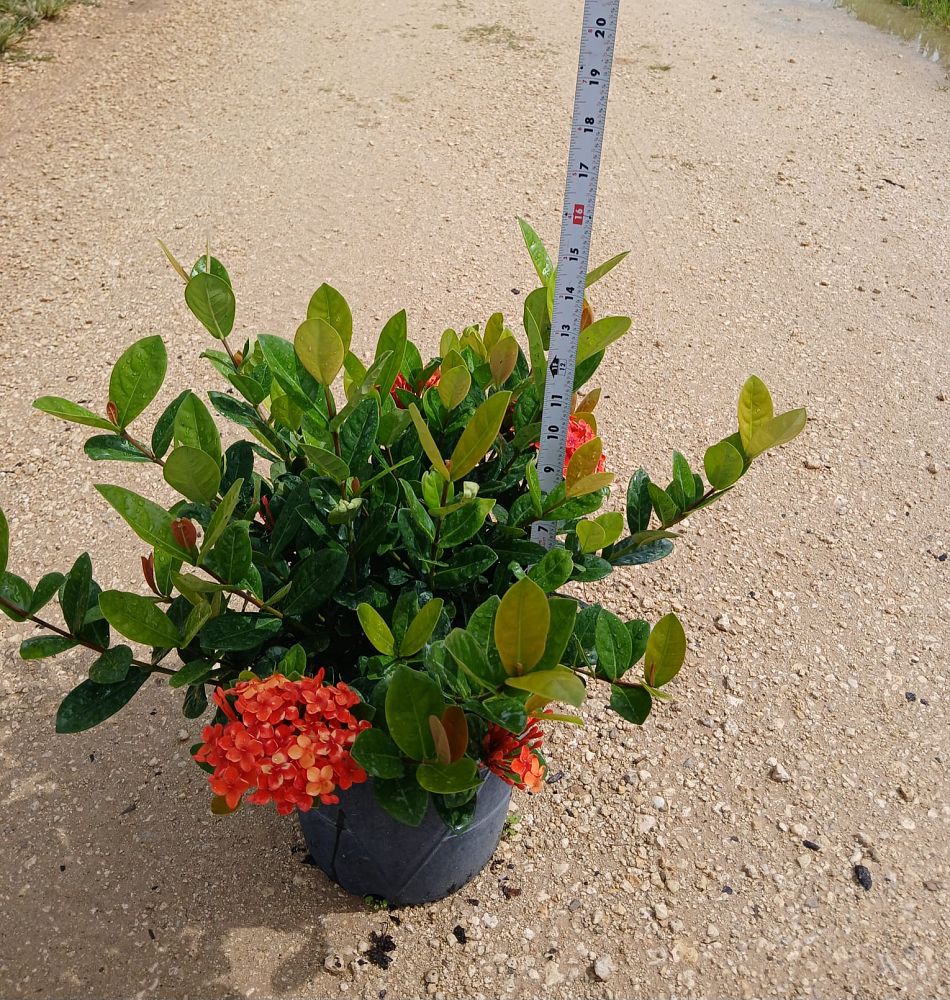 ixora-coccinea-maui-red-flame-of-the-woods-jungle-flame-jungle-geranium