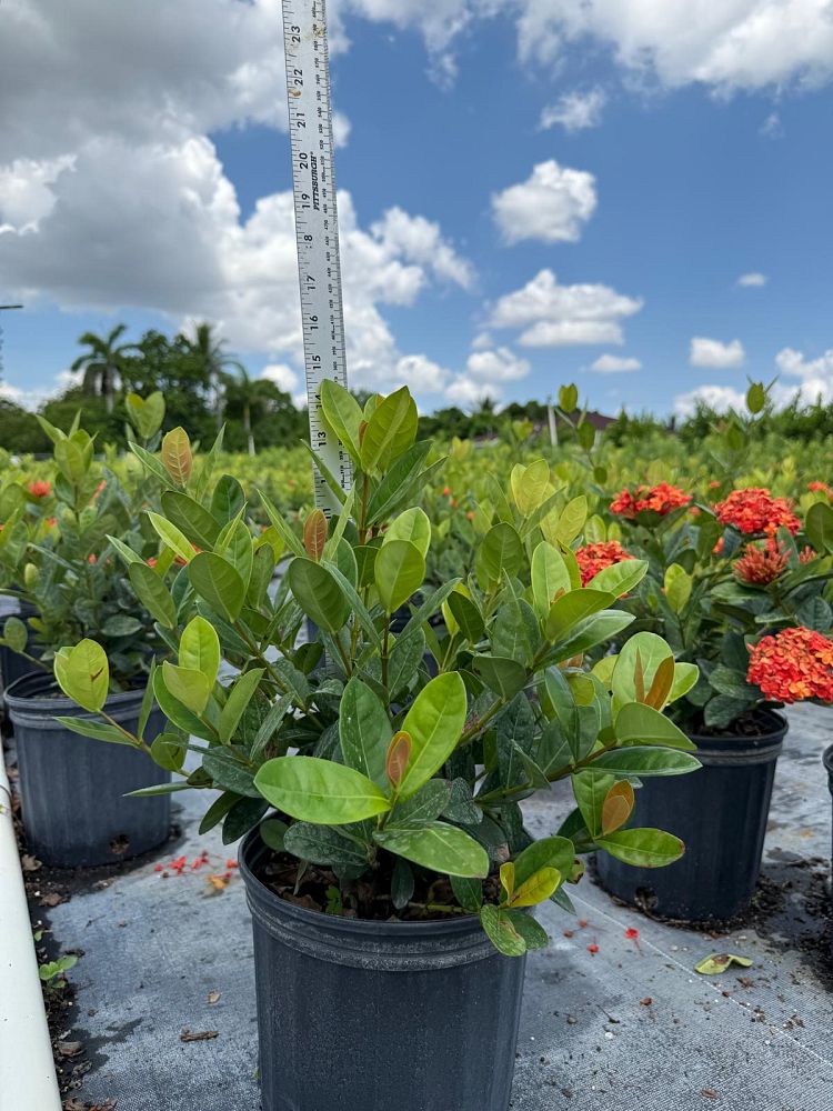 ixora-coccinea-maui-red-flame-of-the-woods-jungle-flame-jungle-geranium