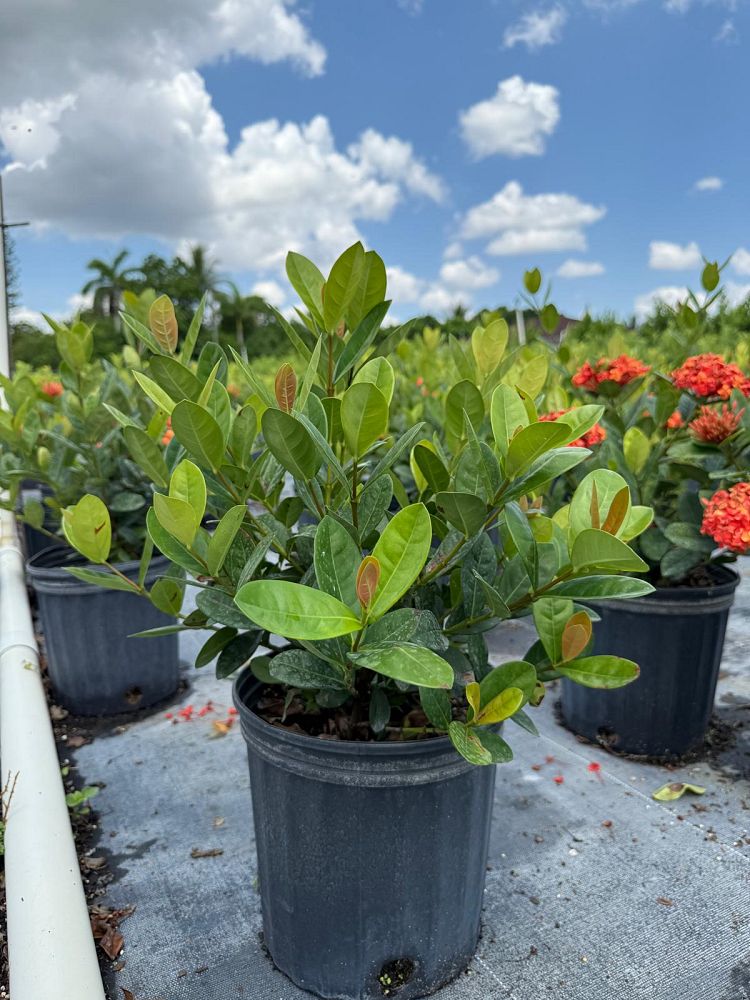 ixora-coccinea-maui-red-flame-of-the-woods-jungle-flame-jungle-geranium