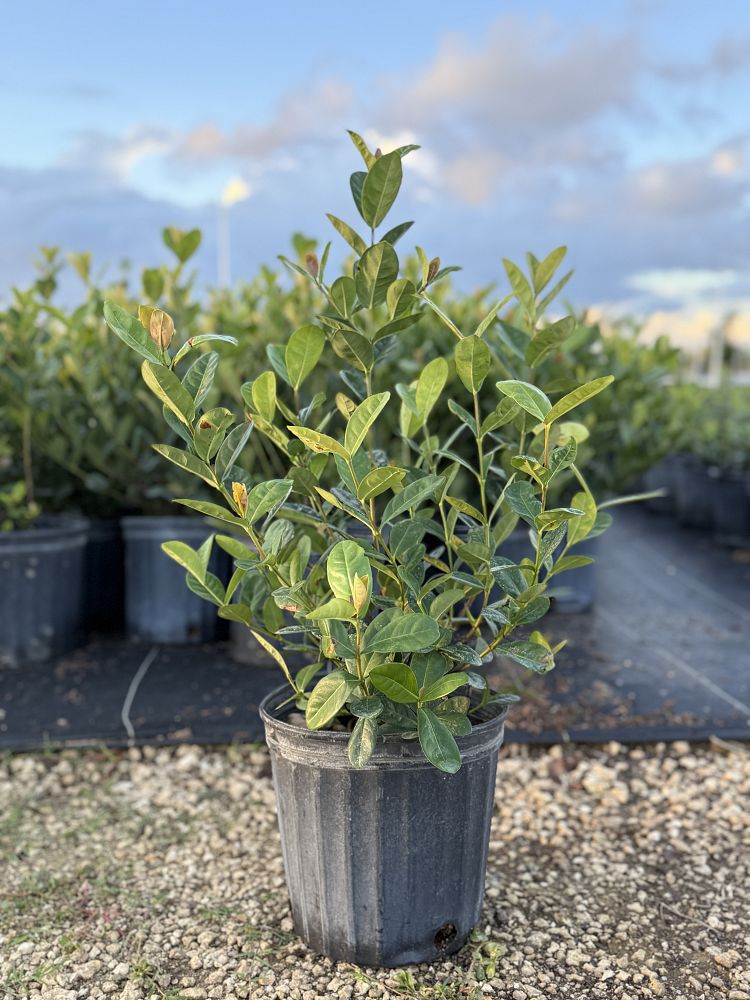 ixora-coccinea-maui-red-flame-of-the-woods-jungle-flame-jungle-geranium