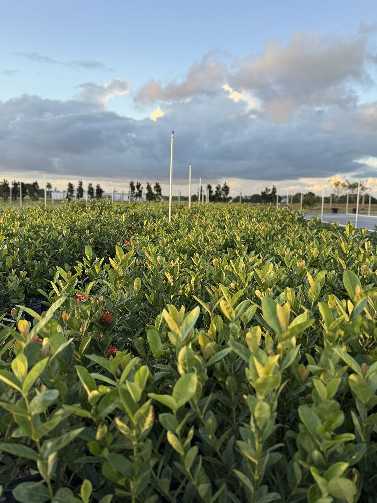 ixora-coccinea-maui-red-flame-of-the-woods-jungle-flame-jungle-geranium
