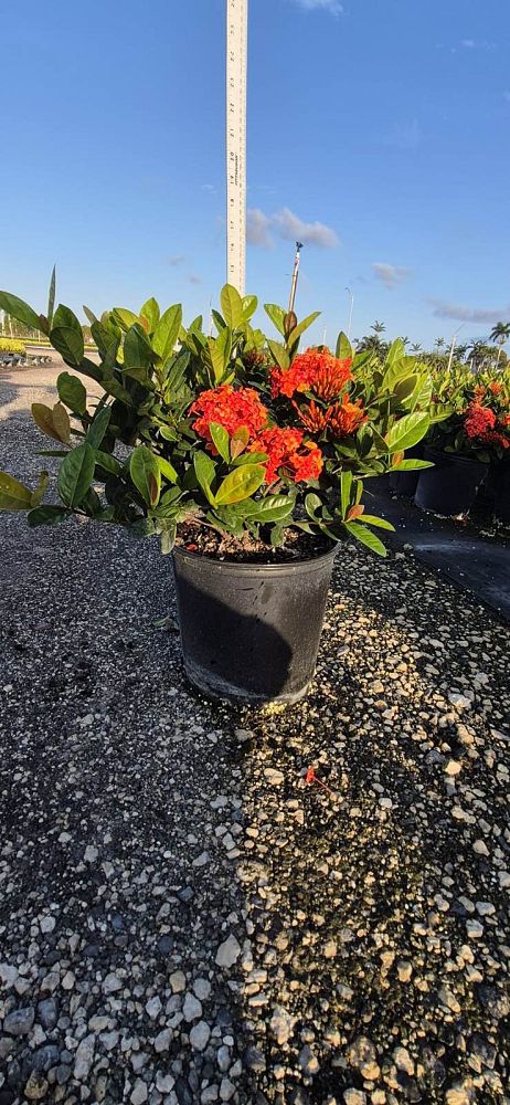 ixora-coccinea-maui-red-flame-of-the-woods-jungle-flame-jungle-geranium