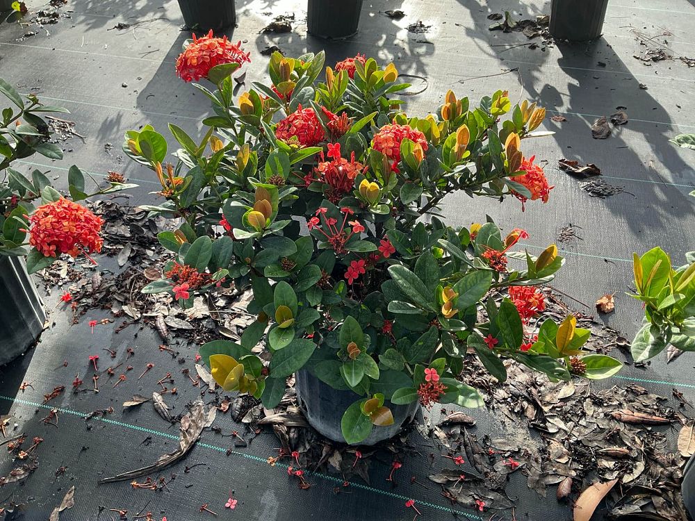 ixora-coccinea-maui-red-flame-of-the-woods-jungle-flame-jungle-geranium