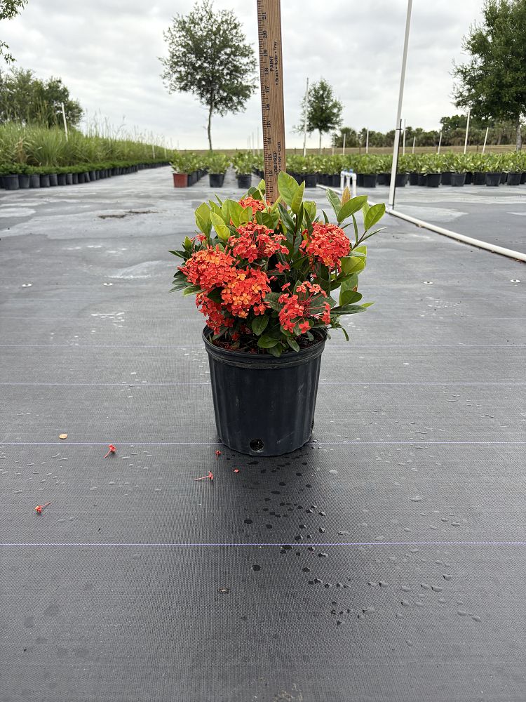 ixora-coccinea-maui-red-flame-of-the-woods-jungle-flame-jungle-geranium