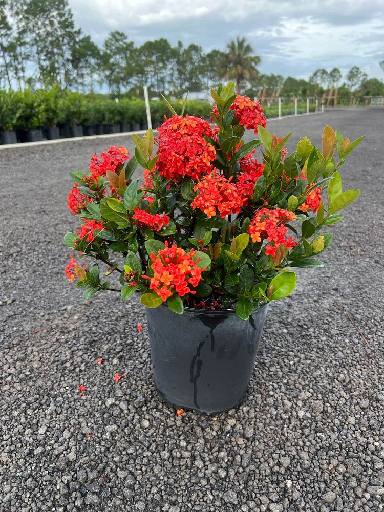 ixora-coccinea-maui-red-flame-of-the-woods-jungle-flame-jungle-geranium