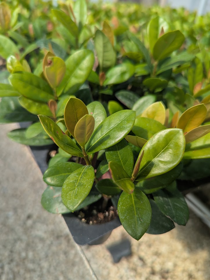 ixora-coccinea-maui-red-flame-of-the-woods-jungle-flame-jungle-geranium