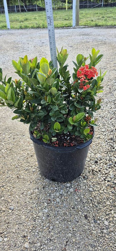 ixora-coccinea-maui-red-flame-of-the-woods-jungle-flame-jungle-geranium