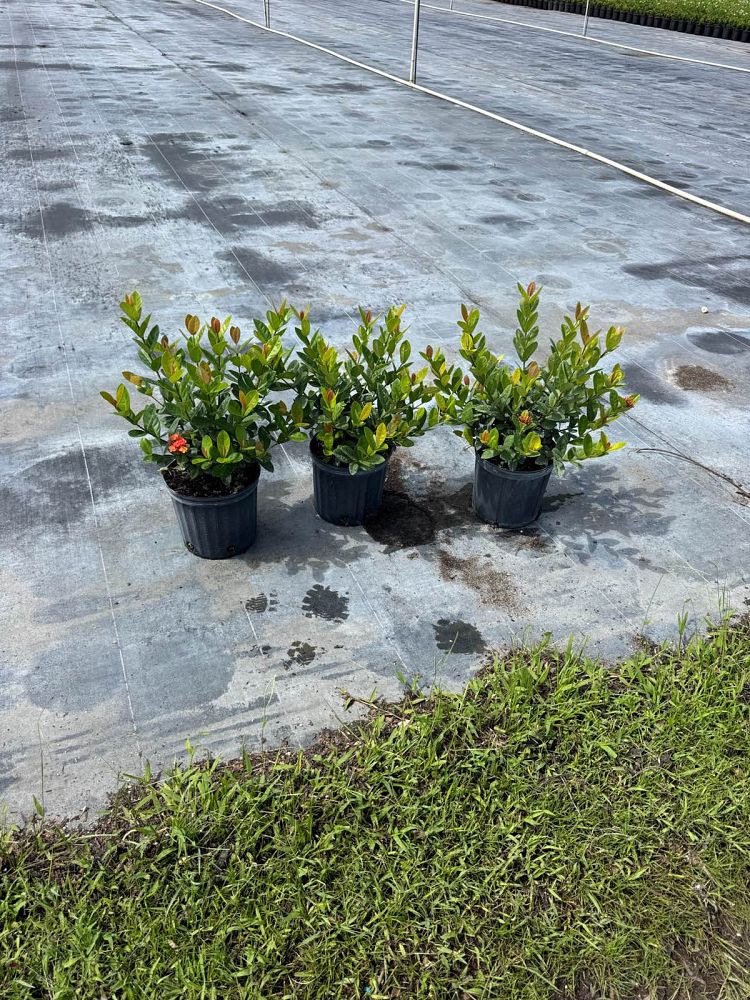 ixora-coccinea-maui-red-flame-of-the-woods-jungle-flame-jungle-geranium