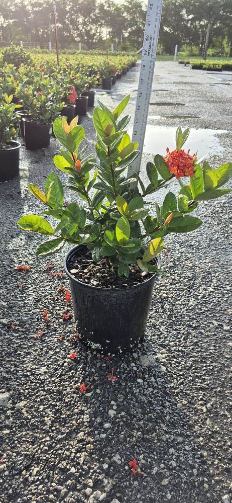 ixora-coccinea-maui-red-flame-of-the-woods-jungle-flame-jungle-geranium