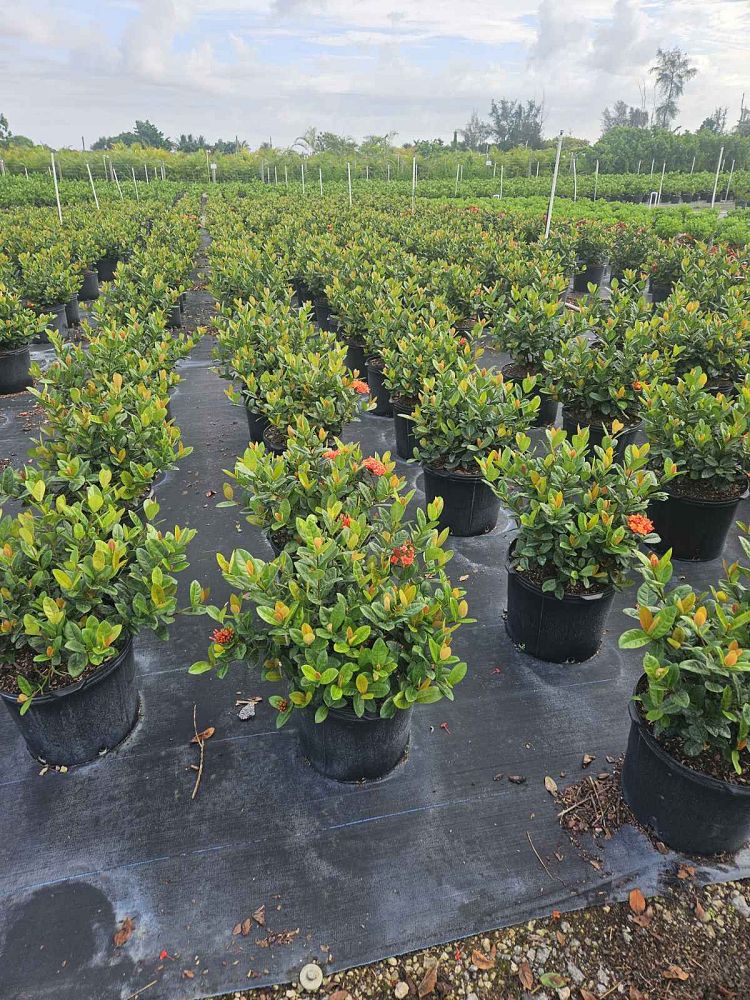 ixora-coccinea-maui-red-flame-of-the-woods-jungle-flame-jungle-geranium