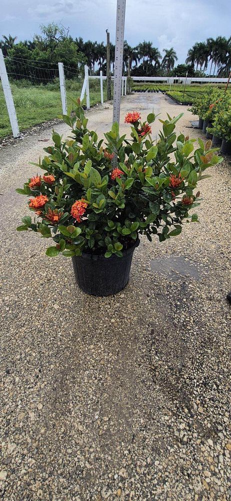 ixora-coccinea-maui-red-flame-of-the-woods-jungle-flame-jungle-geranium