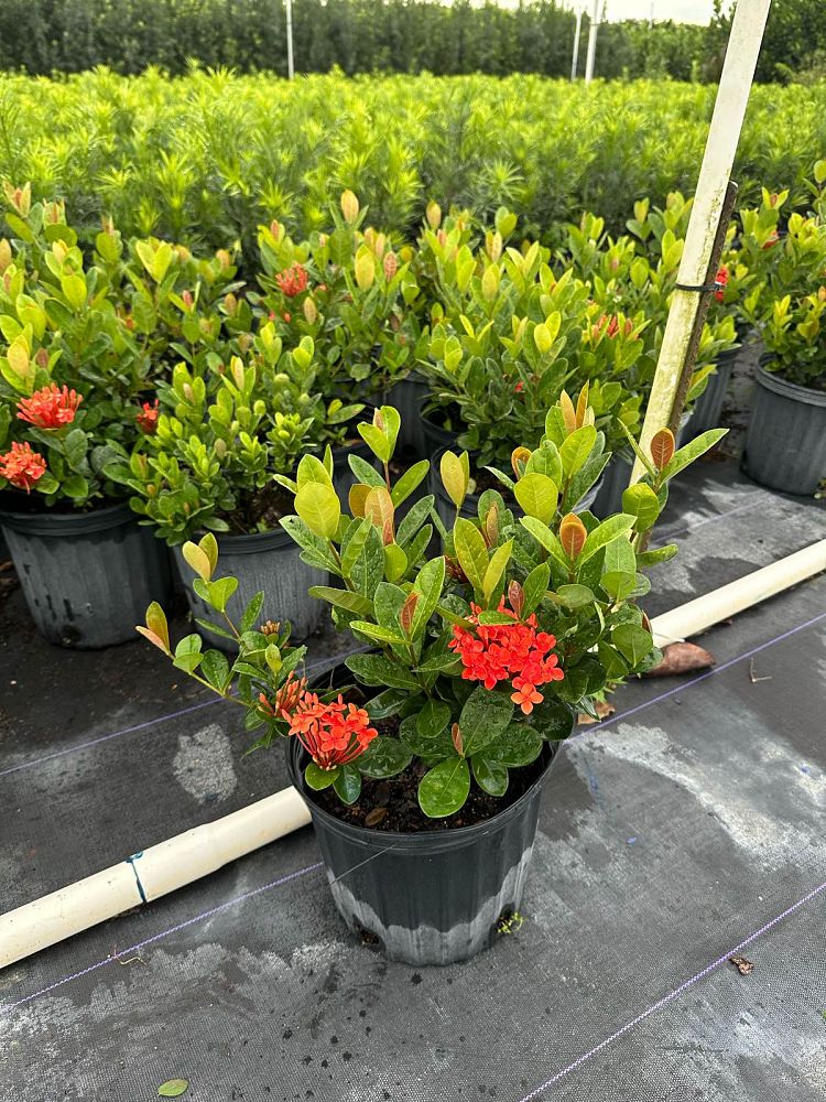 ixora-coccinea-maui-red-flame-of-the-woods-jungle-flame-jungle-geranium