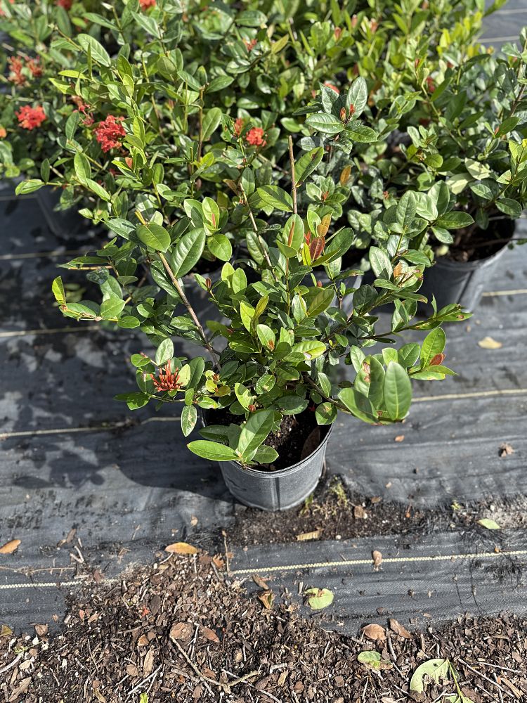 ixora-coccinea-maui-red-flame-of-the-woods-jungle-flame-jungle-geranium