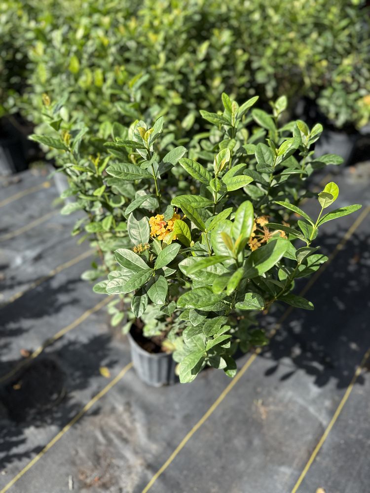 ixora-coccinea-maui-red-flame-of-the-woods-jungle-flame-jungle-geranium