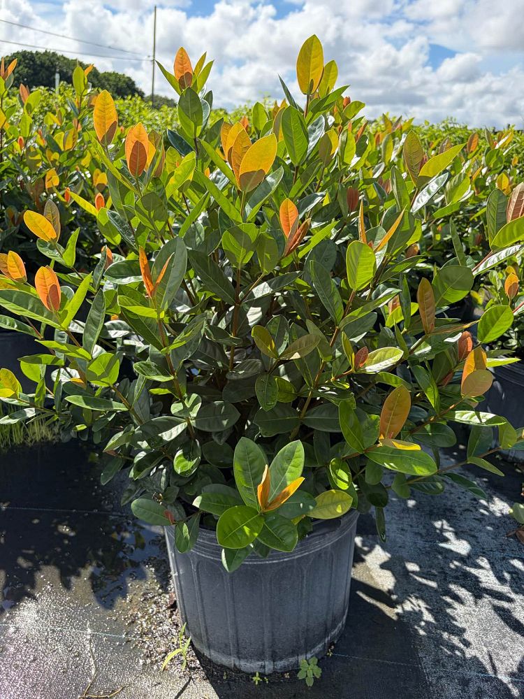 ixora-coccinea-maui-red-flame-of-the-woods-jungle-flame-jungle-geranium