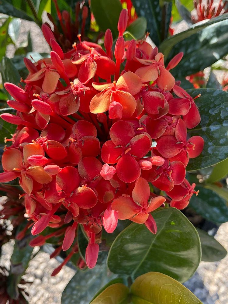 ixora-coccinea-maui-red-flame-of-the-woods-jungle-flame-jungle-geranium