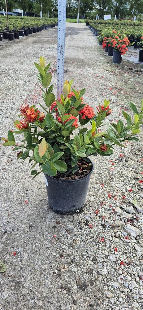 ixora-coccinea-maui-red-flame-of-the-woods-jungle-flame-jungle-geranium