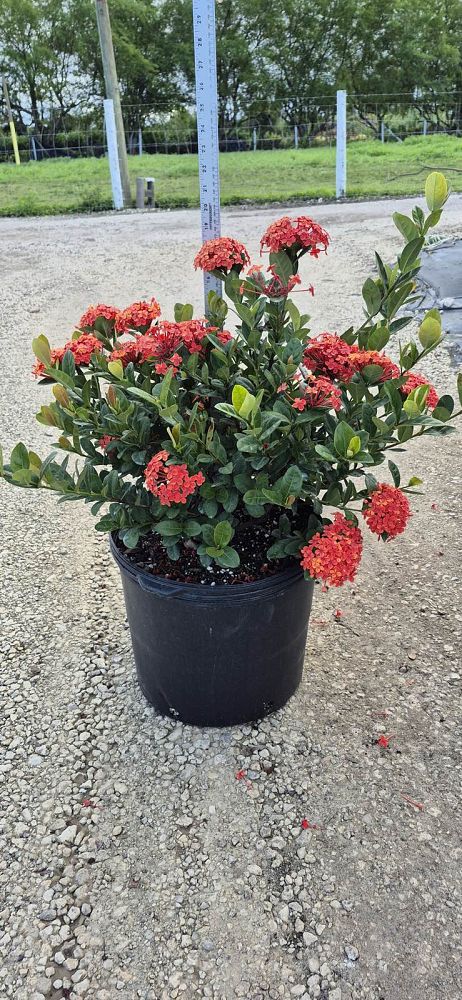 ixora-coccinea-maui-red-flame-of-the-woods-jungle-flame-jungle-geranium